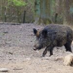 Metssigade arvukus tuleb hoida kontrolli all. See on osa Eesti seakasvatuse kaitsmisest