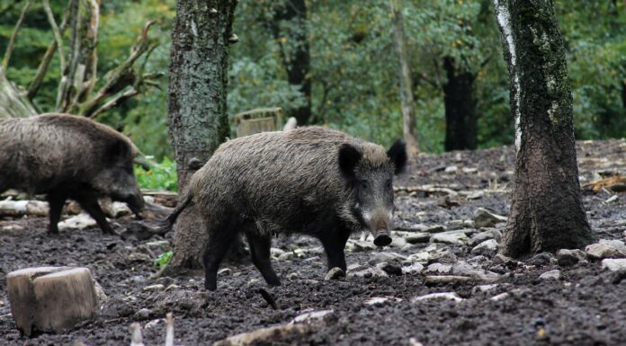 Sellel jahihooajal on kütitud 15 000 metssiga