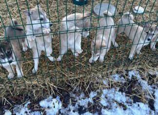 Müüa Lääne-Siberi laika kutsikad