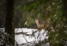 Metsloomade arvukus vabalanguses – jahimeeste hoiatused saavad kurvaks reaalsuseks