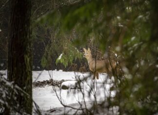 Metsloomade arvukus vabalanguses – jahimeeste hoiatused saavad kurvaks reaalsuseks