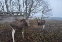 Jahimeeste rääkimata lood