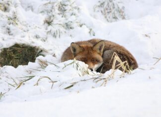 Verivorst, kriimsilm, karuott ja rebane.