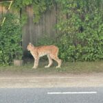 Mohni saarele kolinud ilves tahetakse mandrile tagasi tuua