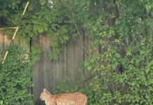 Segane olukord ilvesejahiga