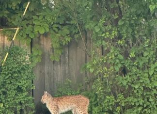 Segane olukord ilvesejahiga