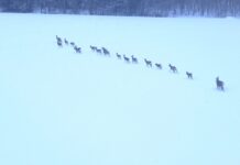 EJS selgitab: miks Tartu Ülikooli terioloogide järeldused ei kehti Eesti tingimustes