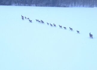 EJS selgitab: miks Tartu Ülikooli terioloogide järeldused ei kehti Eesti tingimustes