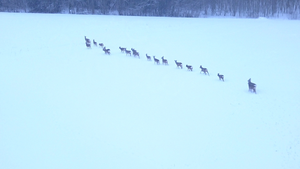 kitsed põllul - vahtramäe2