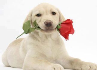 JÕULUKUU JUUBILARID