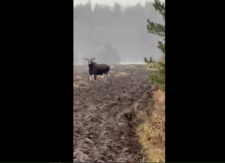 VIDEO: Pärnumaal jäi liiklejale silma uhke põdrapull