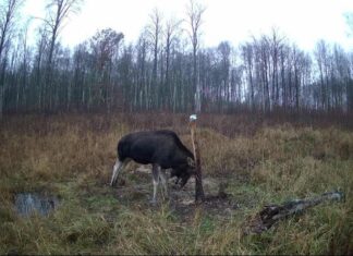 Põdra küttimise vahekokkuvõte