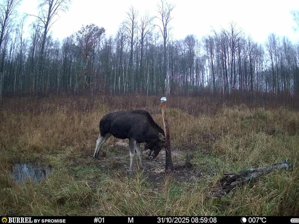 põdrapull - riko reepalu