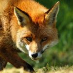 Rebane tikub aeda – mida teha?