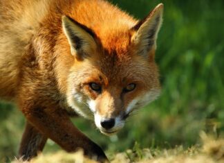 Harjumaal tuvastati lindude gripp viiel kanal ja ühel rebasel