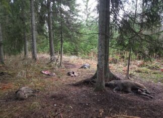 Aafrika seakatk: mis see on ja miks on jahimehed selle tõrjes hädavajalikud?