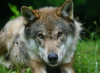 Karksi külas langes huntide roaks taksikoer