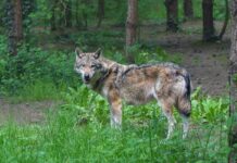 Hundi küttimismahu 2025/2026. jahiaastaks muutmine