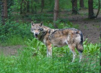 Hundi küttimismahu 2025/2026. jahiaastaks muutmine