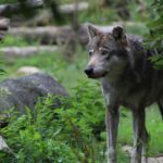 Hundid ründavad Soomaal hulganisti veiseid