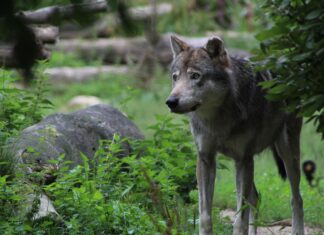 Põlvamaa jahimehed täitsid hundi küttimismahu kiirelt