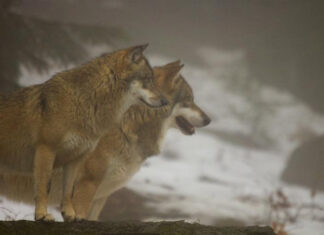 Huntide küttimismaht on suures osas täidetud