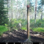 Riigikohus tunnistas keskonnaameti varasema hundijahi mahu õigusvastaseks