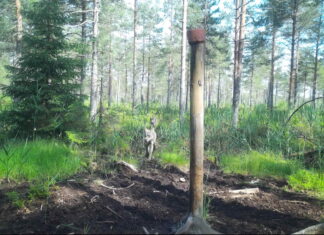 Valgamaal langes huntide saagiks kolm poni