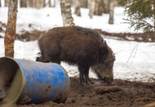 Lõppenud jahihooajal kütiti ligi 16 800 metssiga