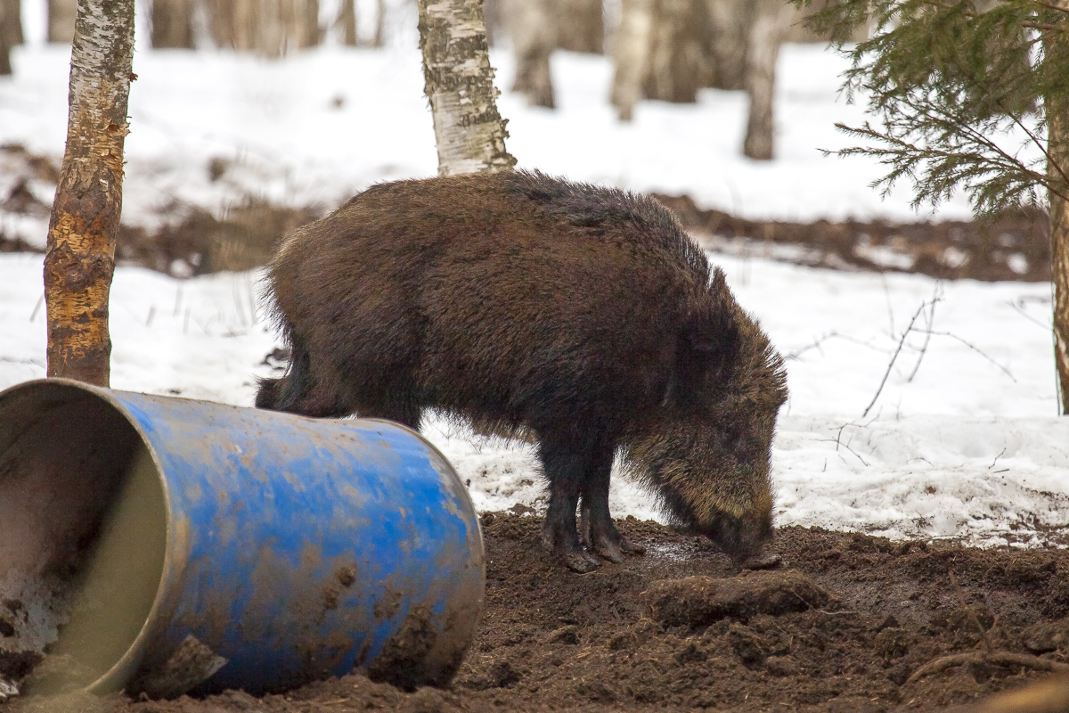 Metssiga. Foto Aimar Rakko