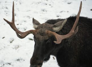 Leedus päästsid jahimehed põdra elu