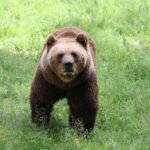 Väike-Maarja vallas ründas karu jalgratturit