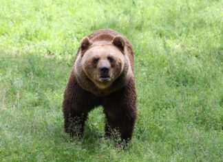Karude toitmise eest määratakse suured trahvid