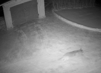 VIDEO: Viljandimaal Halliste külas märgati hunti