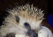 Aasta loom 2026 on siil – väike loom suure sõnumiga