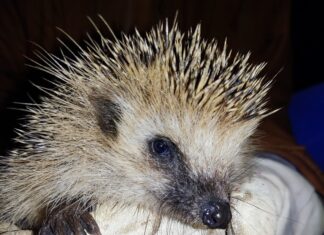 Aasta loom 2026 on siil – väike loom suure sõnumiga