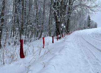 Jahimehed on seni täitnud 89% hundi küttimismahust