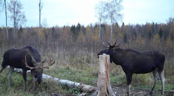 MooseBelt: piiriülene koostöö põtrade paremaks majandamiseks