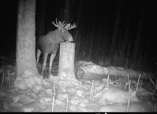 PILTUUDIS: Põdrapull kannab endiselt sarvi