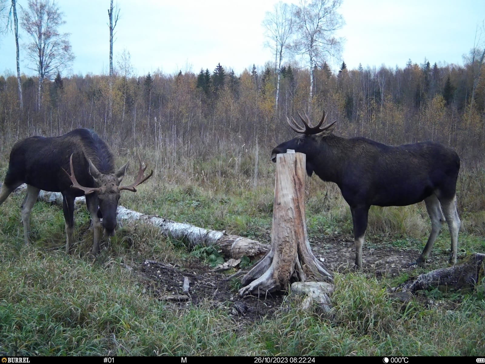 Põdrad ei tunne riigipiire ja ka looduskaitset, samuti tuleks vaadata uluki majandamist laiapõhiselt. Nii sündis Eesti-Läti ühisprojekt, et paremini majandada p