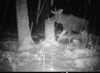 PILTUUDIS: Põdrapull kannab veel sarvi