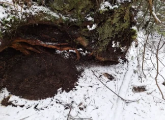 Talveunes- või uinakus metsloom vajab rahu