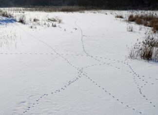 Ulukijäljed lumevaibal – kas tunned ära?