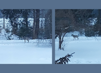 Tartumaal käivad hundid linna lähedal kerget saaki otsimas