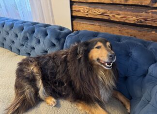 Hunt ründas koduhoovis pere lemmikut