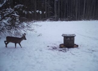 PILTUUDIS: Sokk kasvatab juba sarvi