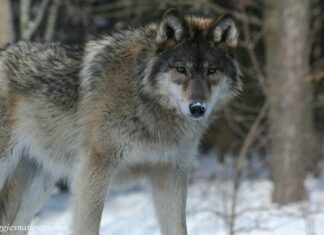 Laura Kiiroja: hundi loomulik õigus on põtru jahtida