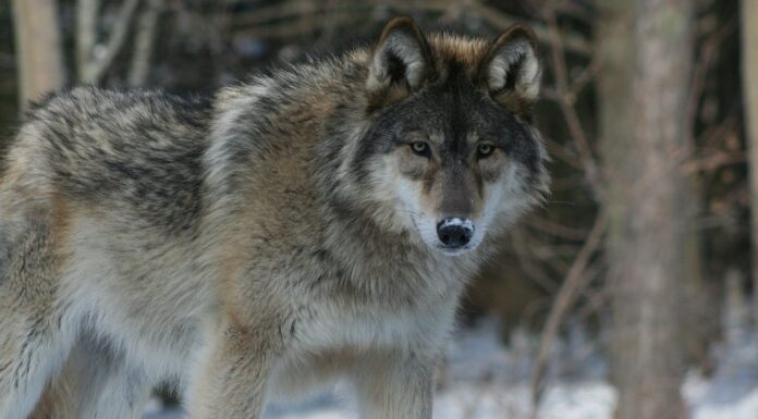 Laura Kiiroja: hundi loomulik õigus on põtru jahtida