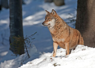 Soomes lõppes hundijaht, küttimismaht täideti osaliselt