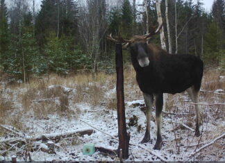 Põdra levila vähenemine Kesk-Euroopas – hoiatus ka meile